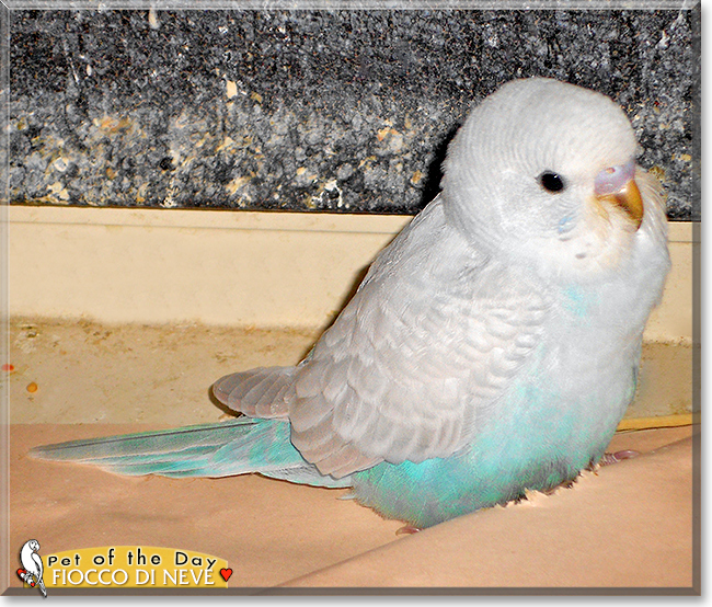 Fiocco di neve, the Pet of the Day