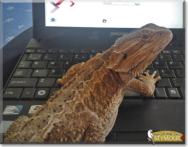 Seymour, the Pet of the Day Seymour, the Pet of the Day