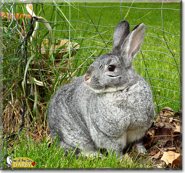 Darby, the Pet of the Day Darby, the Pet of the Day