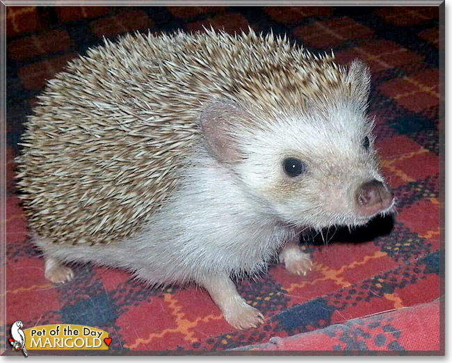 Marigold, the Pet of the Day Marigold, the Pet of the Day
