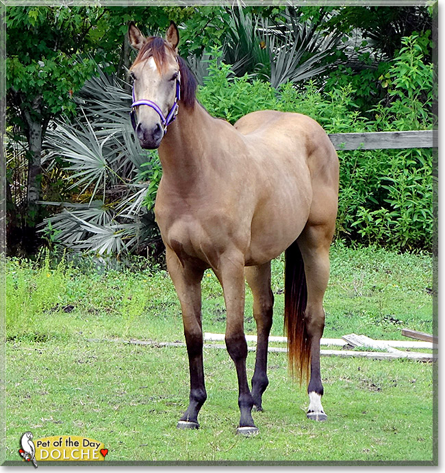 Dolche, the Pet of the Day Dolche, the Pet of the Day