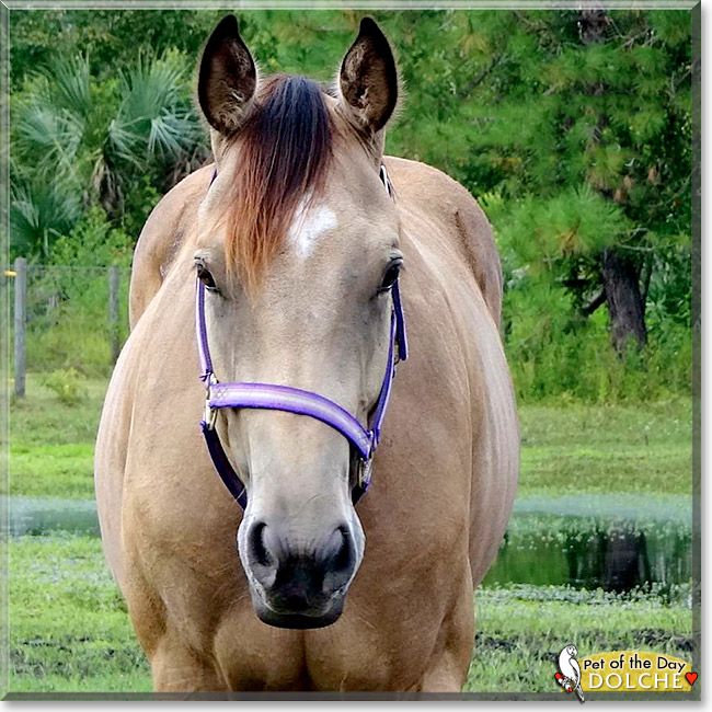 Dolche, the Pet of the Day Dolche, the Pet of the Day