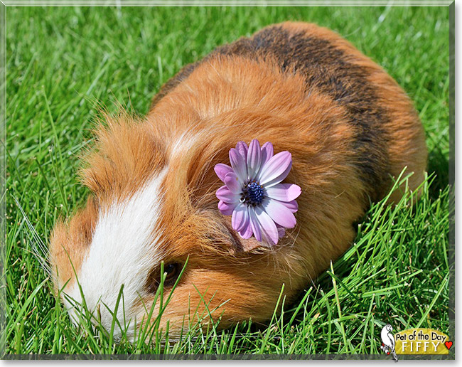 Fiffy, the Pet of the Day Fiffy, the Pet of the Day