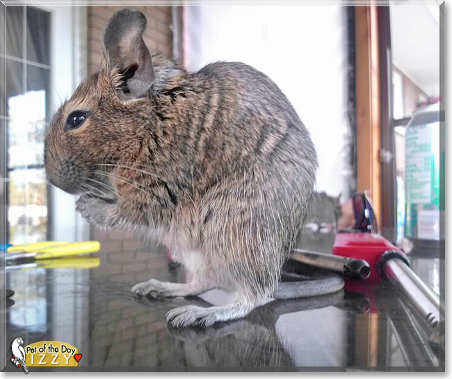 Izzy, the Pet of the Day Izzy, the Pet of the Day