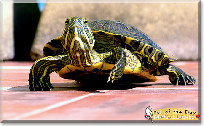 Magallanes, the Pet of the Day Magallanes, the Pet of the Day