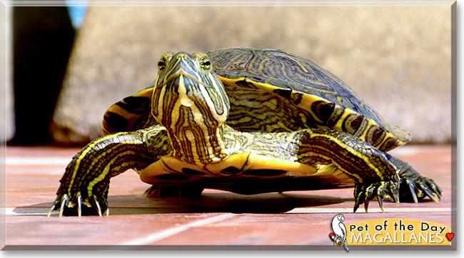 Magallanes, the Pet of the Day Magallanes, the Pet of the Day