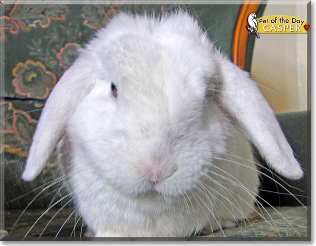 Casper, the Pet of the Day