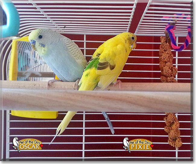 Oscar, Pixie, the Pet of the Day Oscar, Pixie, the Pet of the Day