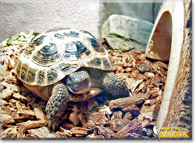 Marisa, the Pet of the Day