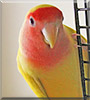 Buddy the Lutino peach faced lovebird