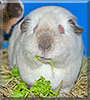 Bubbla the Himalayan Guinea Pig