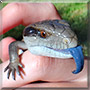 Phoenix the Blue Tongue Lizard