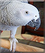 Dusty the Congo African Grey Parrot