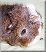 Eros the Guinea Pig