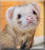 Sid the Ferret