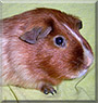 Apollon the Red Satinroan Guinea Pig
