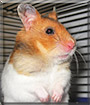 Carmal the Syrian Hamster