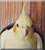 Sima the Cockatiel
