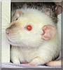 Koko the Fancy rat