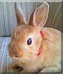 Jingle the Rabbit