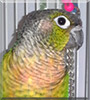 Aspen the Green Cheeked Conure
