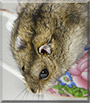 Liza the Djungarian hamster