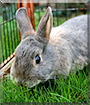 Rocky Nokia the Miniature Rabbit