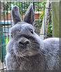 Dustbunny the Polish Rabbit