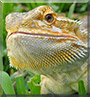 Mika the Bearded dragon