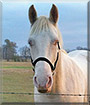 Zanzibar the Tennessee Walker, Quarter Horse