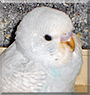 Fiocco di neve the Parakeet