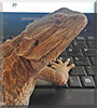 Seymour the Bearded Dragon