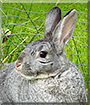 Darby the Rabbit