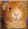 R.J. the Guinea Pig