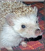 Marigold the Hedgehog