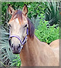 Dolche the Quarter Horse, Thoroughbred