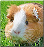 Fiffy the Shorthair Guinea Pig