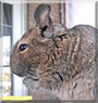 Izzy the Degu