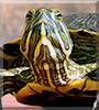 Magallanes the Terrapin