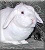 Casper the Mini Lop Rabbit