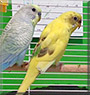 Oscar, Pixie the Parakeet