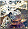 Marisa the Greek Tortoise