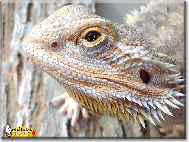 Ralf, the Pet of the Day Ralf, the Pet of the Day