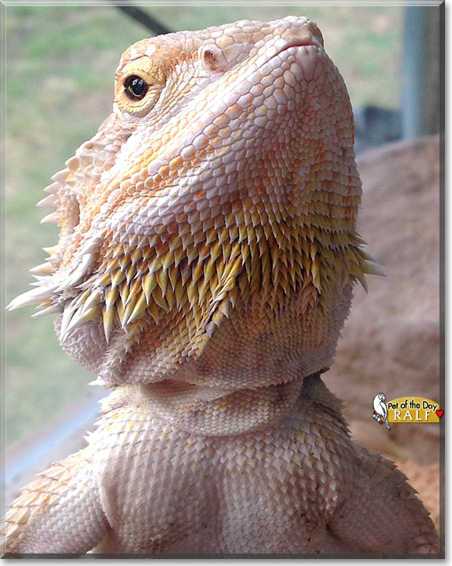 Ralf, the Pet of the Day 29b