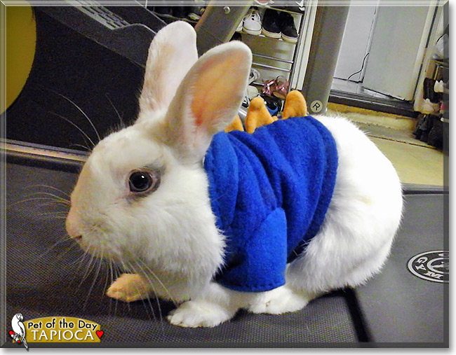 Tapioca, the Pet of the Day