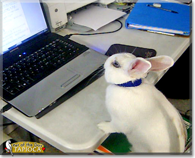Tapioca, the Pet of the Day Tapioca, the Pet of the Day