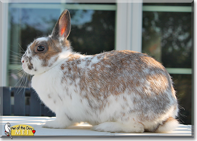 Mei, the Pet of the Day