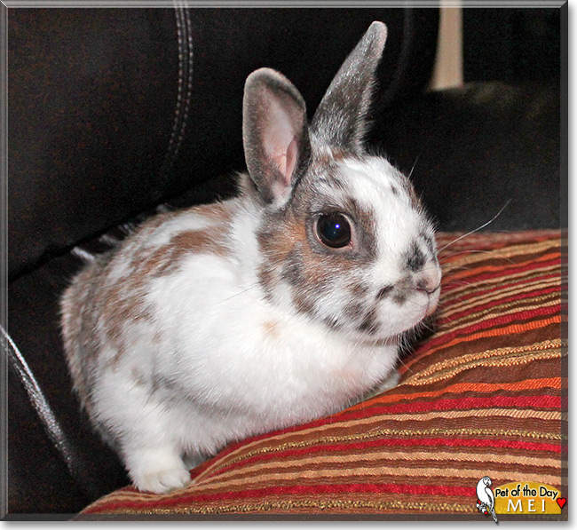 Mei, the Pet of the Day Mei, the Pet of the Day