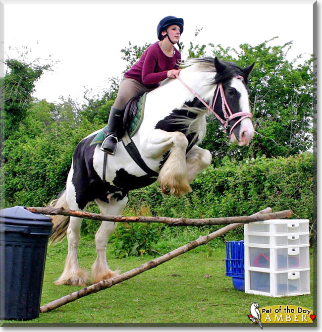 AmberLeigh, the Pet of the Day AmberLeigh, the Pet of the Day