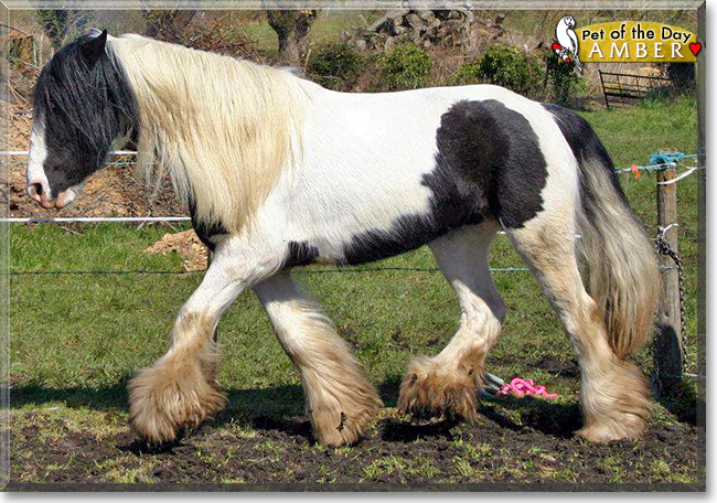 AmberLeigh, the Pet of the Day AmberLeigh, the Pet of the Day